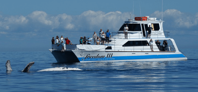 Freedom III - Whale Watch Tour Hervey Bay