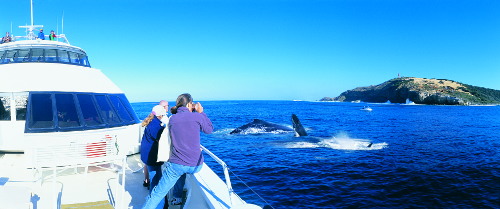 Tangalooma Resort Whale Watch Adventure