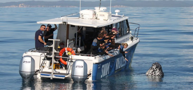 Hervey Bay Dive Centre vessel