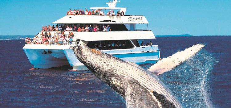 Spirit of Hervey Bay whale watch vessel and humpack whale