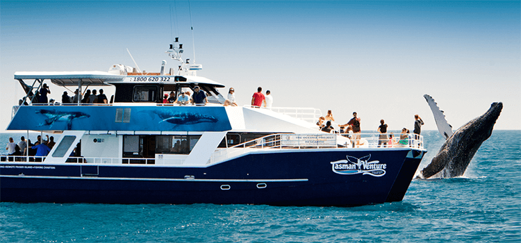 Tasman Venture Whale Watching Cruise Vessel