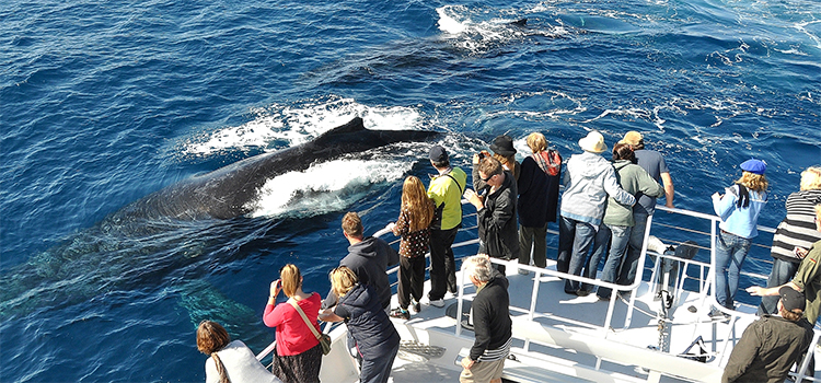 Whale One