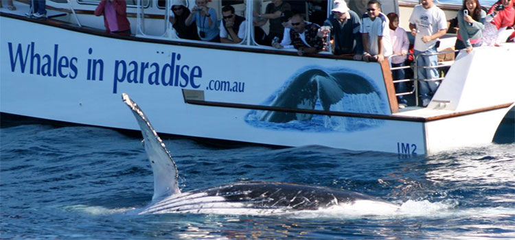 Whales in Paradise Whale Watching Cruise Vessel
