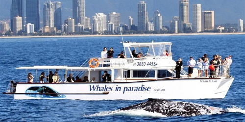 Whales in Paradise