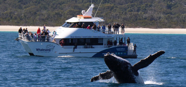 whalesong Whale Watch Tour Hervey Bay