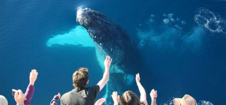 Tasman Venture Hervey Bay Whale Watch Cruise Package Deals