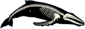 humpback whale skeleton