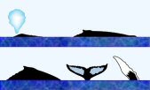 humpback whale surface characteristics